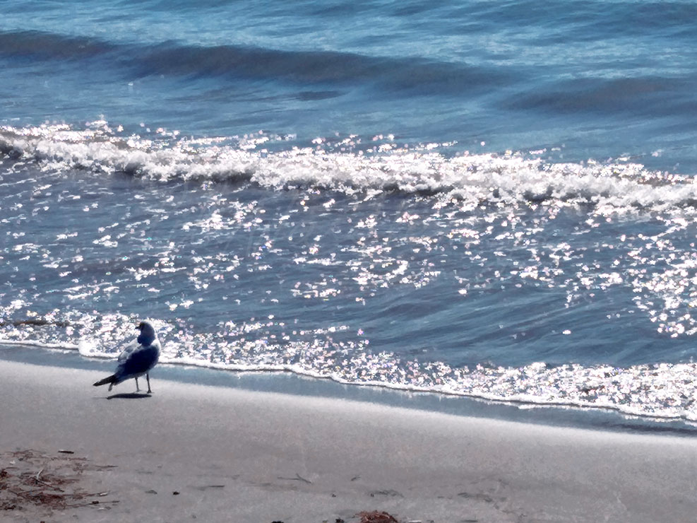Γλάρος στην παραλία / ακτή / θάλασσα